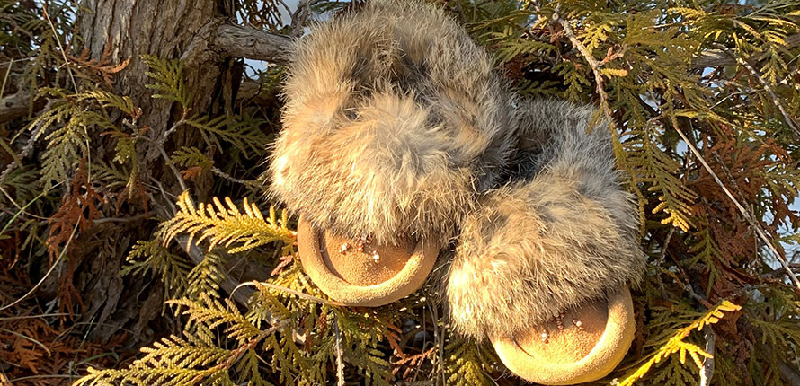 mocassins resting on cedar tree branch