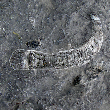 Fossil