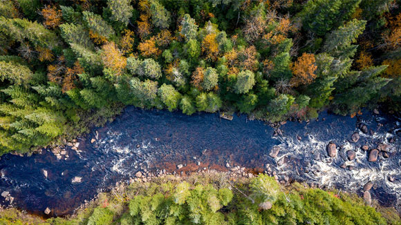 Stream surrounded by trees.