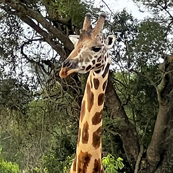 Giraffe